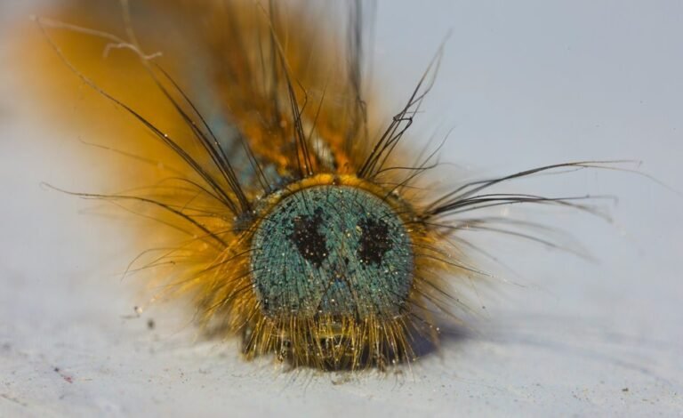 fixing klupzo333 bug errors